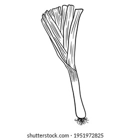 Fresh leek on a white background. Black and white outline vector illustration of onion root for print, menu, textiles.