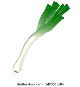 Fresh leek with tops on a white background. Harvesting for the winter. Autumn harvest. Vector illustration