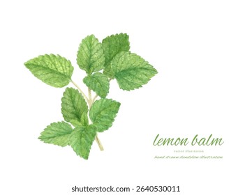 Fresh lemon balm painted in watercolor illustration material