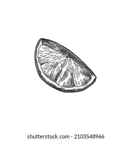 Fresh lemon cut into quarter in hand drawn sketch style, vector illustration isolated on white background. Citrus fruit for healthy tea serving and immune system support.