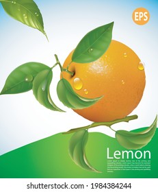 frisches Zitronenfruchtplakat. Design-Vektorgrafik