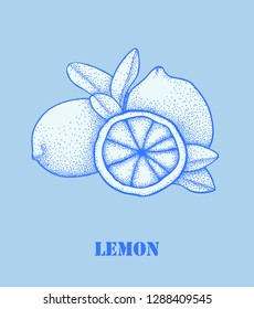 Fresh lemon fruits, collection of vector illustrations