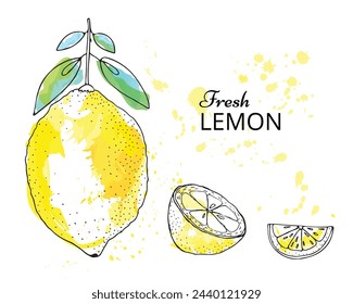 Fresh lemon fruits with leaf on a white background. Vector hand drawn lemon.