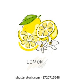 Fresh lemon fruits with white flowers and green leaves. Logo. Whole lemon cut in half, slice, clipping path isolated on a white background. Doodle Black line. Citrus. Vector handwriting illustration.