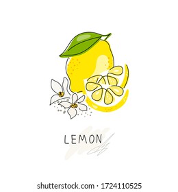 Fresh lemon fruits with white flowers and green leaves. Logo. Whole lemon cut in half, slice, clipping path isolated on a white background. Doodle Black line. Citrus. Vector handwriting illustration.