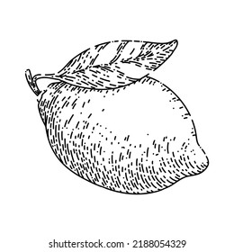 fresh lemon hand drawn vector. yellow food, fruit leaf, citrus lemonade fresh lemon sketch. isolated black illustration