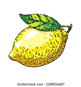 fresh lemon hand drawn vector. yellow food, fruit leaf, citrus lemonade fresh lemon sketch. isolated color illustration