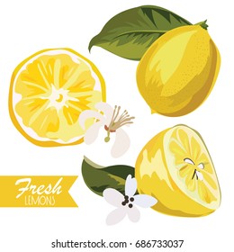 Fresh lemon illustration