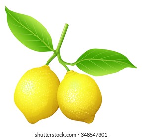 Fresh lemon on the branch illustration