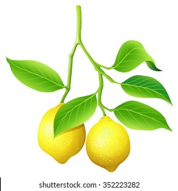 Fresh lemon on branch illustration