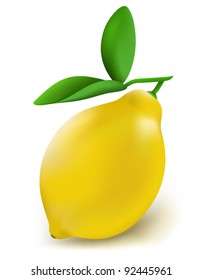 Fresh lemon on a white background. Vector version