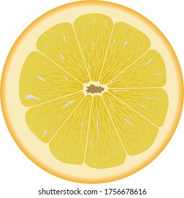 
fresh lemon slice, vector illustration