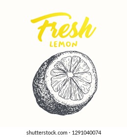 Fresh lemon vector banner template. Sketch fruit clipart. Sliced lemon engraving style drawing. Handwritten calligraphy, lettering. Isolated citrus color design element. Shop sign, store logo