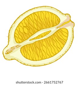 Fresh lemon vector illustrations. Citrus yellow juice natural foods healthy natural products vector pictures. Fruit food citrus healthy, fresh juice lemon illustration.