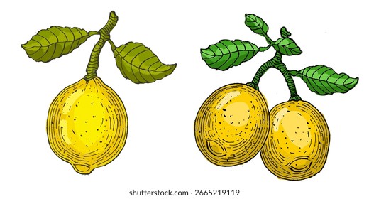 Fresh lemon vector illustrations. Citrus yellow juice natural foods healthy natural products vector pictures. Fruit food citrus healthy, fresh juice lemon illustration.
