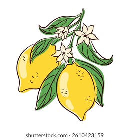 Fresh lemons with green leaves and white flowers in flat style isolated on white background. Perfect for summer, food packaging or botanical design.