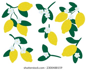 Fresh lemons hand drawn set. Citrus fruits on branches and blossoming simple illustration collection. Ripe yellow lemons with foliage isolated exotic tropical fruits, vector