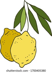 Frische Zitronen und Blätter. Einzelelement für Rezeption, Sommermenü, Einladungen, Urlaubsplanung. Handgezeichnete Vektorillustration auf weißem Hintergrund. 