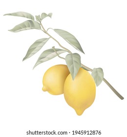 Fresh lemons with leaves on white