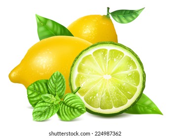 Fresh lemons and lime with leaves and mint. Vector illustration of citrus fruits and mint.