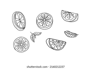 Fresh lemons sketch fruit clipart. Sliced lemons  drawing. 