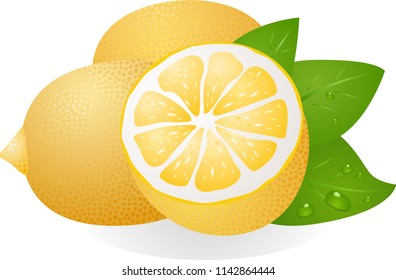 fresh lemons vector