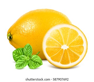 Fresh lemons. Vector illustration of lemon and mint.