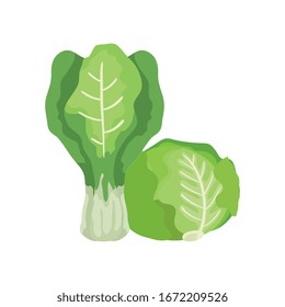 lechuga fresca con verduras de chard aisladas Icono ilustración vectorial diseño