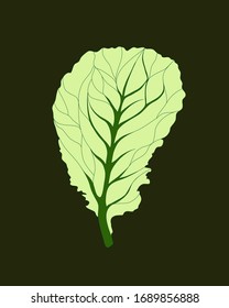 Fresh Lettuce Green salad. One leaf isolated on dark background. Vector flat illustration. Tasty food or cooking ingredient.