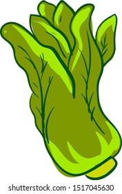 Fresh lettuce, illustration, vector on white background.
