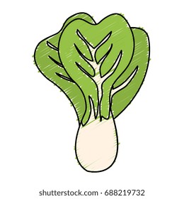 fresh lettuce isolated icon