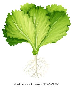 Fresh lettuce with root illustration
