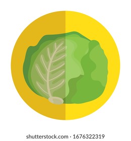 fresh lettuce vegetable in frame circular vector illustration design