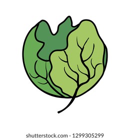 fresh lettuce vegetable icon