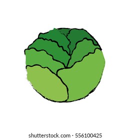 Fresh lettuce vegetable icon vector illustration graphic design