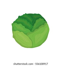 Fresh lettuce vegetable icon vector illustration graphic design