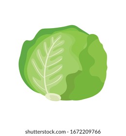 ベクターキャベツまたはレタスのイラスト 健康な野菜 栄養アイコン 緑のベギー食品 によく似た画像 写真素材 ベクター画像 Shutterstock