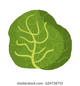 fresh letuce vegetable icon