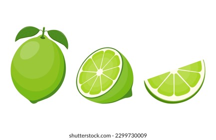 Fresh lime fruit. Collection of lime vector icons isolated on white background. Vector illustration for design and print