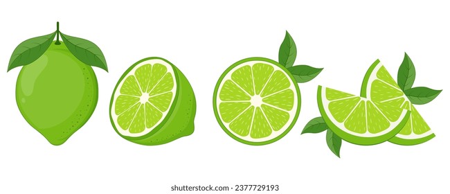 Fresh lime fruit. Collection of lime vector icons isolated on white background. Vector illustration