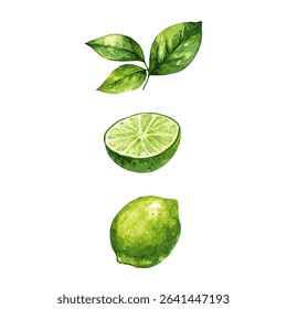 Fresh lime fruit. Collection of lime vector icons isolated on white background. Vector illustration.