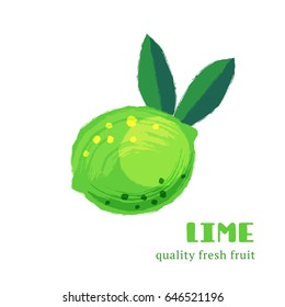Fresh lime isolated on white background. Healthy food for the design of menu. Hand-drawn color fruit design. Vector illustration.