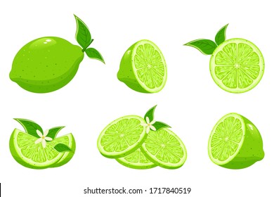 Fresh lime and lime juice. Limes slices, green citrus fruit with leaves and lime blossom isolated vector illustration set.