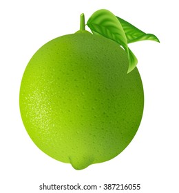 Fresh lime with leaf isolated on white background. Realistic vector illustration.