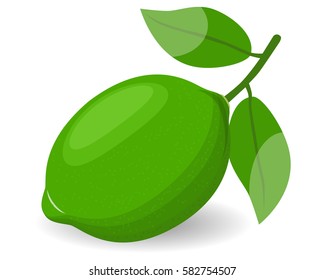 Fresh limes with leaf isolated on white background. Realistic vector illustration.