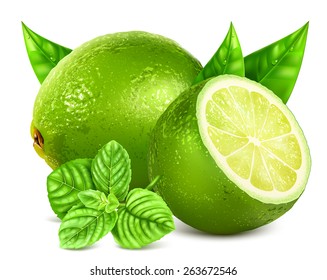 Fresh limes with leaves and mint. Vector illustration of lime and mint.