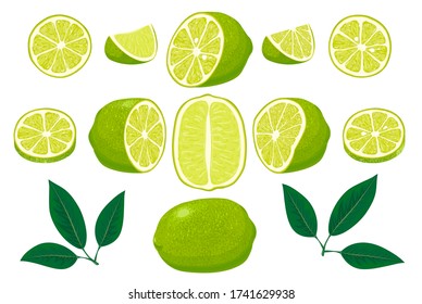 Fresh limes with leaves. Set of whole, cut in half, sliced on pieces fresh limes and leaves, lime peel. Collection of different lime views. Hand drawn vector illustration isolated on white background