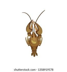 Fresh lobster on white background. Sea inhabitant.