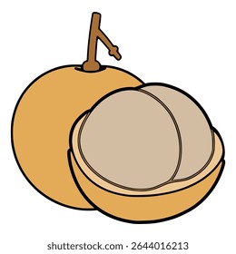 fresh longan fruit food healthy flat color vector illustration template design