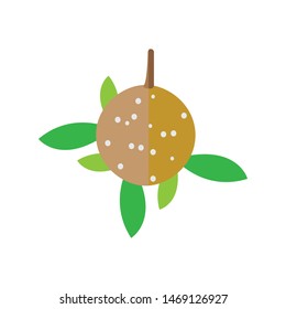 fresh longan fruit logo vector